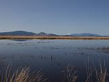 C Lower Klamath NWR 007